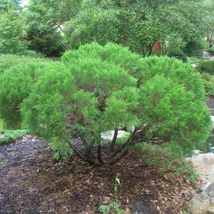 Sea Green Chinese Juniper